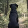 Alles over de Cane Corso