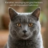 Alles over de Chartreux