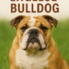 Alles over de Engelse Bulldog