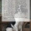 Alles over de Markiesje