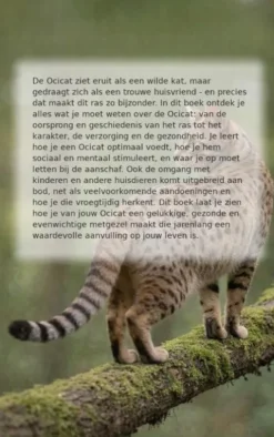 Alles over de Ocicat