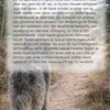 Alles over de Schapendoes