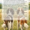 Alles over de Springerspaniel