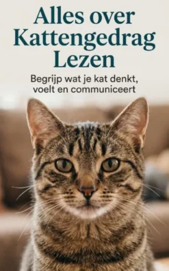Alles over Kattengedrag Lezen