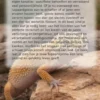 Alles over Luipaardgekko's
