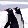 Antarctica / Tierra Del Fuego
