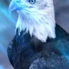 Aquila