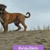 Bad dog Dakota
