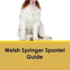Ball, F: Welsh Springer Spaniel Guide Welsh Springer Spaniel