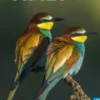 Birds of Italy