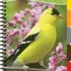 Birds of the Northeast