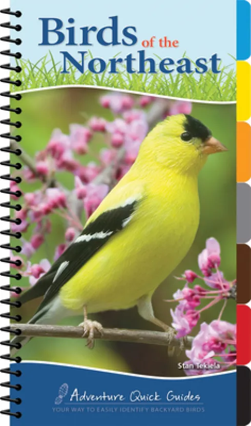Birds of the Northeast