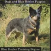 Blue Heeler Training Book for Blue Heeler Dogs and Blue Heeler Puppies By D!G THIS Dog Training: Blue Heeler Training Begins From the Car Ride Home Bl