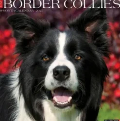 Border Collies 2026 Wall Calendar