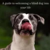 Born Blind. A Guide To Welcoming a Blind Dog Into Your Life