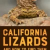 California Lizards and How to Find Them