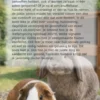 Cavia's en konijnen