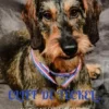 Cliff de Teckel, een hond van goud