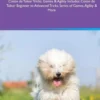 Coton de Tulear Activities Coton de Tulear Tricks, Games & Agility. Includes