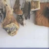Curing & Smoking