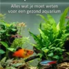 De Beginnersgids voor Aquariumvissen