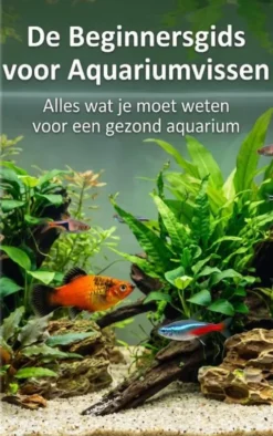 De Beginnersgids voor Aquariumvissen