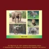 Dieren Pragmatisme