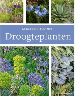Droogteplanten