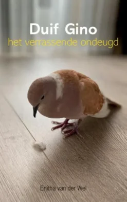 Duif Gino