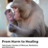 From Harm to Healing