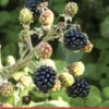 Hedgerow