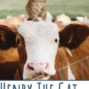 Henry The Cat