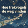 Hoe trekvogels de weg vinden