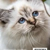 I Love Happy Cats
