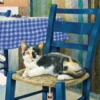 Ivory Cats by Lesley Anne Ivory Wall Calendar 2027 (Art Calendar)