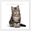 Jaarkalender Katten 2027