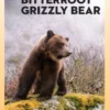 Journey of the Bitterroot Grizzly Bear
