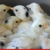 Kuikens uitbroeden in de broedmachine