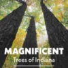 Magnificent Trees of Indiana