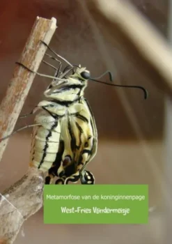 Metamorfose van de koninginnenpage