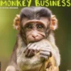 Monkey Business 2025 12 X 12 Wall Calendar