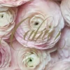 Paris in Bloom Notebook (Ranunculus)