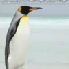 Penguins