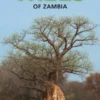 Pocket Guide Trees of Zambia