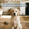 Puppytraining in 8 weken
