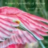 Roseate Spoonbills of Bolivar