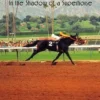 Sham: In the Shadow of a Superhorse - Revised
