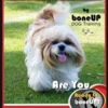 Shih Tzu Training Book for Dogs & Puppies By BoneUP DOG Training: Are You Ready to Bone Up? Easy Training * Fast Results Shih Tzu Book