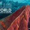 Small Blue World