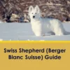 Swiss Shepherd (Berger Blanc Suisse) Guide Swiss Shepherd Guide Includes